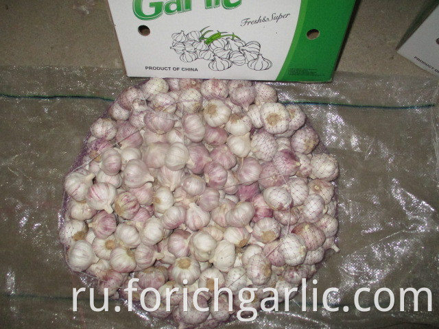 Fresh New 2019 Normal Garlic